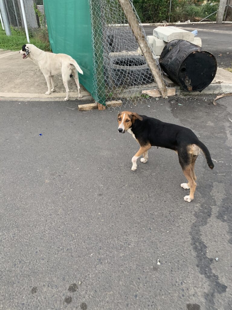 犬